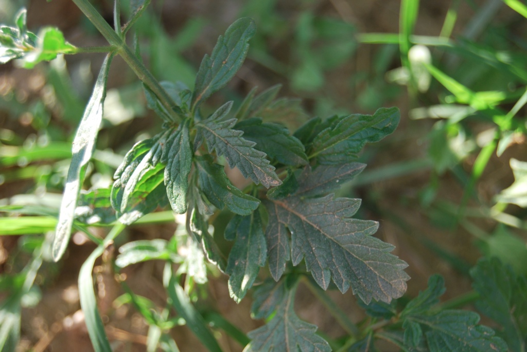 Verbena officinalis